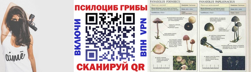 Купить где  Добрянка  Псилоцибиновые грибы MAGIC MUSHROOMS 